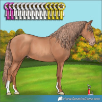 Horse Color:Gold Champagne