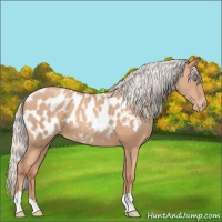 Horse Color:Silver Classic Champagne Near Leopard 