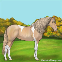 Horse Color:Gold Champagne Tobiano 