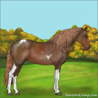 Horse Color:Liver Chestnut Tobiano 