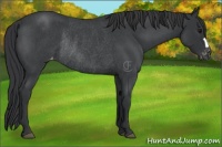 Horse Color:Blue Roan Varnish Rabicano 