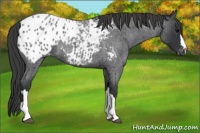 Horse Color:Blue Roan Appaloosa