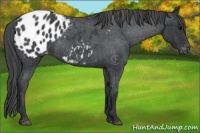 Horse Color:Blue Roan Appaloosa Rabicano 