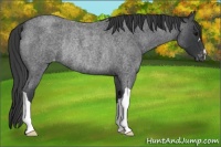 Horse Color:Blue Roan Varnish Rabicano 