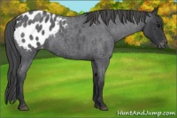 Horse Color:Blue Roan Appaloosa Rabicano