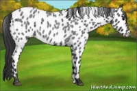 Horse Color:Blue Roan Near Leopard 