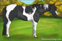 Horse Color:Black Tobiano