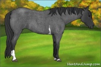 Horse Color:Blue Roan Tobiano