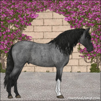 Horse Color:Gray Blue Roan 