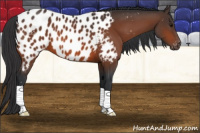 Horse Color:Bay Sabino Appaloosa 
