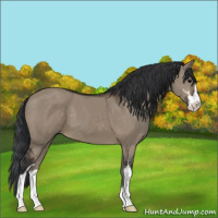 Horse Color:Brown Dun Sabino