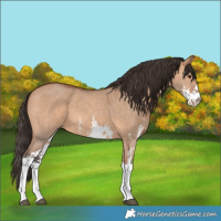 Horse Color:Bay Dun Sabino 