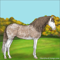 Horse Color:Liver Red Dun Ice Splash 