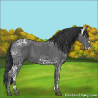 Horse Color:Black Ice Frame 