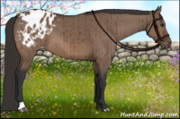 Horse Color:Brown Dun Appaloosa Brindle 