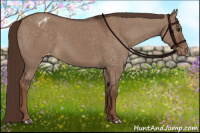 Horse Color:Liver Red Dun Appaloosa 