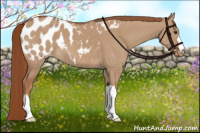 Horse Color:Red Dun Appaloosa 