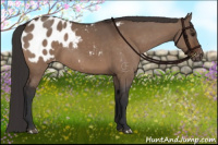 Horse Color:Brown Dun Appaloosa 