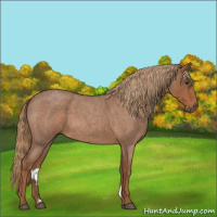Horse Color:Red Roan 