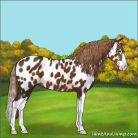 Horse Color:Liver Chestnut Sabino Splash Appaloosa 