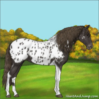 Horse Color:Smoky Black Tobiano Appaloosa 