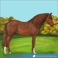 Horse Color:Chestnut 