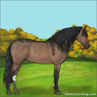 Horse Color:Brown Dun Sabino 