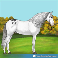 Horse Color:Black Appaloosa
