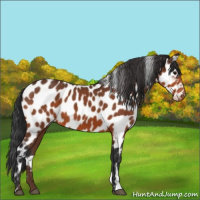 Horse Color:Bay Appaloosa