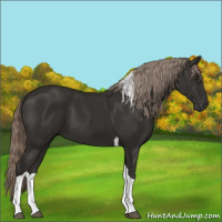 Horse Color:Liver Chestnut Tobiano 