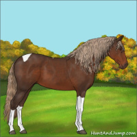 Horse Color:Liver Chestnut Tobiano 
