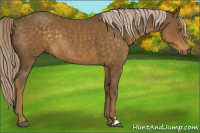 Horse Color:Chocolate Palomino Rabicano 