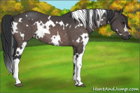 Horse Color:Platinum White Spotted Bay 