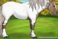 Horse Color:Silver Grullo Tobiano Appaloosa 