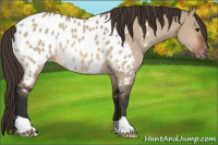 Horse Color:Bay Dun Appaloosa 