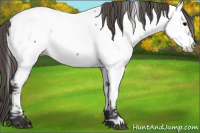Horse Color:Grullo Appaloosa 