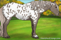 Horse Color:Silver Grullo Appaloosa 