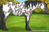Horse Color:Grullo Appaloosa 