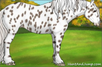 Horse Color:Silver Grullo Appaloosa 