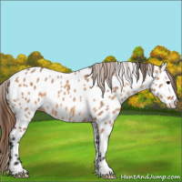 Horse Color:Bay Dun Appaloosa 
