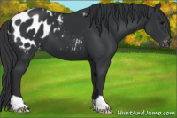 Horse Color:Black Appaloosa 