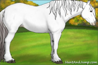 Horse Color:Brown Dun Appaloosa 