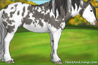 Horse Color:White Spotted Grullo Splash Appaloosa 
