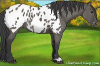 Horse Color:Grullo Appaloosa 