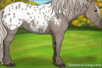 Horse Color:Silver Grullo Appaloosa 