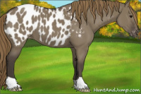 Horse Color:Smoky Grullo Appaloosa 