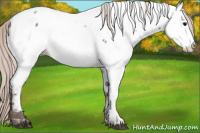 Horse Color:Silver Grullo Appaloosa 
