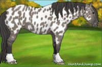 Horse Color:Grullo Appaloosa 