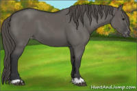 Horse Color:Grullo Appaloosa 
