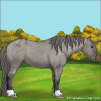 Horse Color:Grullo Appaloosa 